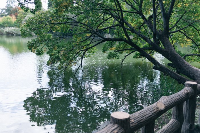 Whispers of the Willow