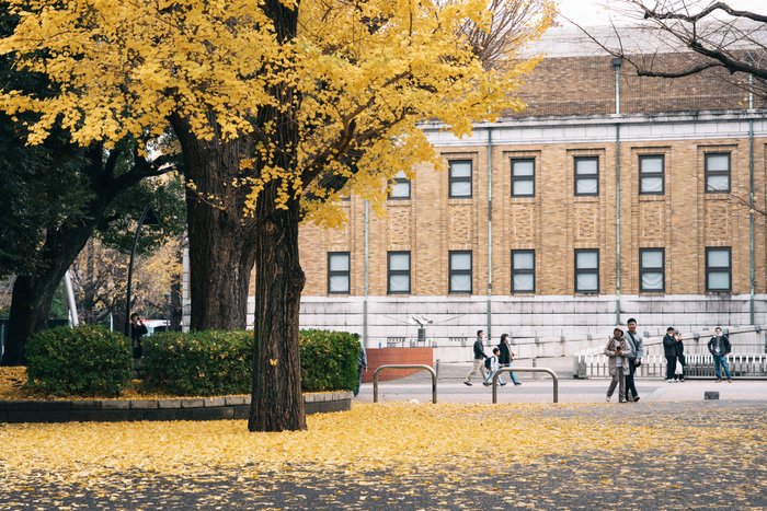 Golden Echoes of Autumn