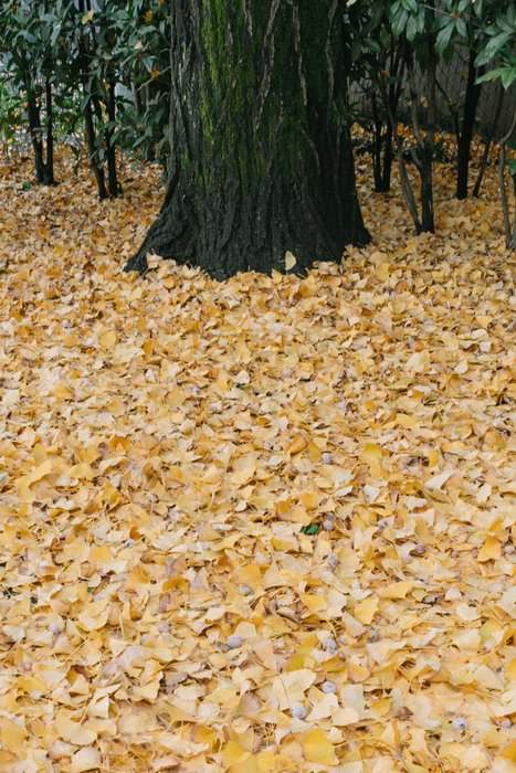 Golden Embrace of Autumn