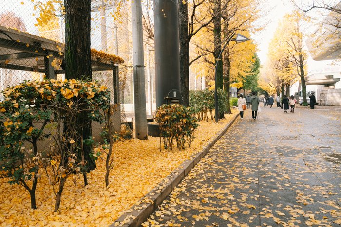 Golden Echoes of Autumn