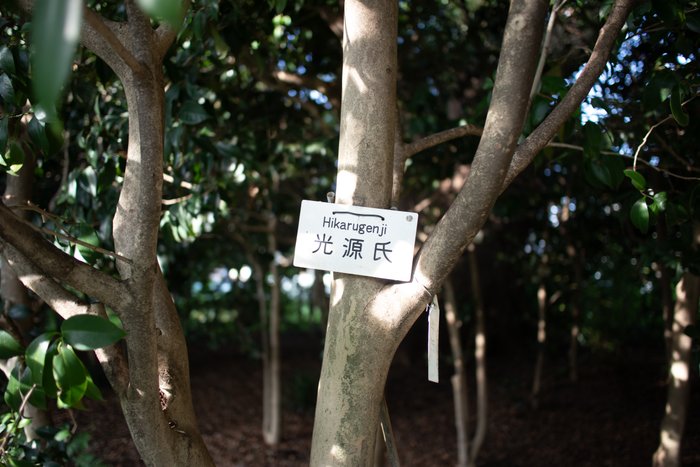 Whispers of the Grove