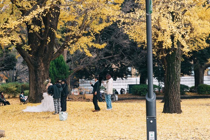 Golden Echoes in the Park